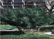 Sophora secundiflora