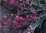 Sphaeralcea ambigua