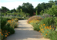 Eschscholzia mexicana
