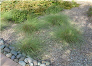 Muhlenbergia rigens