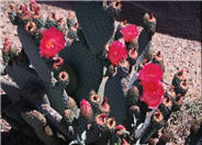 Opuntia basilaris
