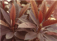 Bronze Loquat
