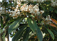 Eriobotrya japonica