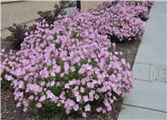 Mexican Evening Primrose