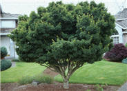 Acer palmatum 'Shishigashira'
