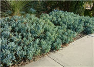 Senecio mandraliscae