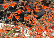 Catalina California Fuchsia