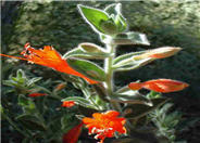 Zauschneria californica 'Ghostly Red'