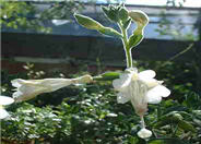 White California Fuchsia