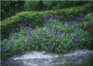 Viola cornuta 'Purple Showers'