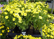 Chrysanthemum frutescens 'Dwarf Yellow'