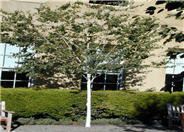 Betula jacquemontii