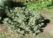 Phlomis russeliana