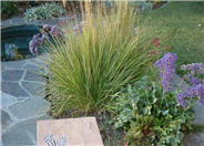 Calamagrostis X acutiflora 'Overdam'