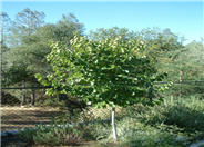 Cercis reniformis