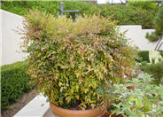 Nandina domestica 'Gulf Stream'