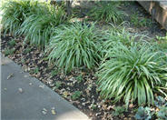 Liriope muscari 'Variegata'