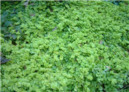 Lysimachia nummularia 'Aurea'