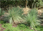 Muhlenbergia lindheimeri