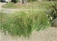 Pennisetum villosum