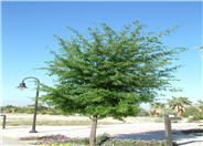 Southern Live Oak