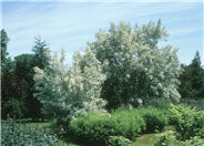 Elaeagnus angustifolia