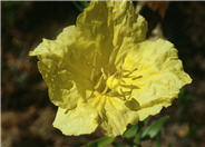 Sundrops