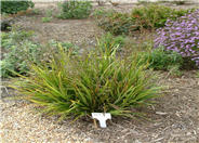 Tasmanian Flax Lily