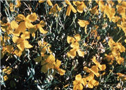 Psilostrophe cooperi