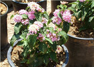 Lantana 'Christine'