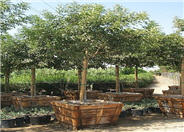 Fraxinus velutina 'Rio Grande'