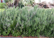 Rosmarinus officinalis 'Ken Taylor'