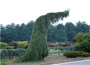 Sequoiadendron giganteum 'Pendula'