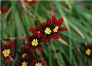 Sparaxis, Harlequin Flower