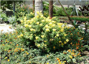 Cape Honeysuckle, Aurea
