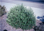 Olea europaea 'Montra'