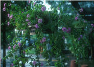 Lantana montevidensis Lavender Swirl