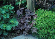 Heuchera micrantha