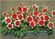 Petunia X hybrida