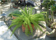 Asparagus densiflorus 'Myers'