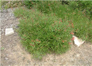 Lobelia laxiflora