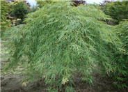 Acer palmatum 'Dissectum'