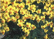 Zinnia grandiflora