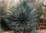 Big Bend Yucca
