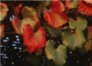 Vitis X californica 'Roger's Red'