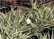 Phormium 'Cream Delight'