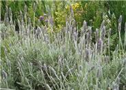 Lavandula dentata candicans