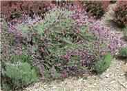 Lavandula stoechas 'Otto Quasti'     '