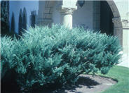 Juniperus X 'Pfitzerana Glauca'