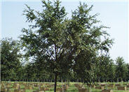Drake Chinese Elm